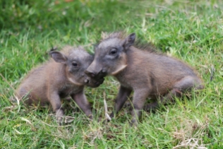 Baby Warthogs. Image from africawildlife.org