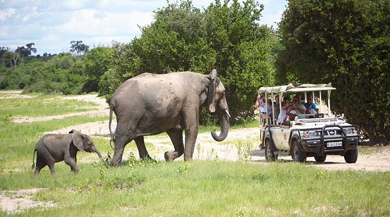 Chobe National Park is renowned for its large herds of elephant that frequent the Chobe River on a daily basis.