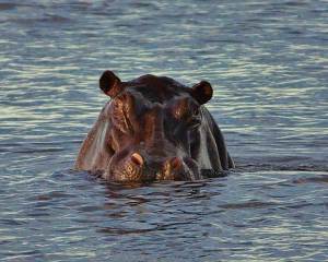  river offers up its own incredible sightings of huge pods of hippo grazing on the swampy islands interspersed with some of the largest crocodiles in Africa